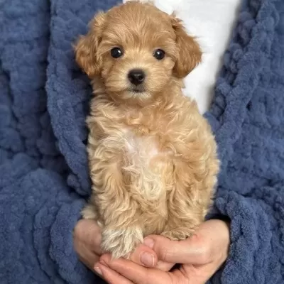 Karamel Tonlu Maltipoo Cinsi Yavrular