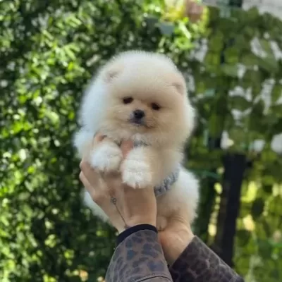 Teddy Bear Pomeranian Boo