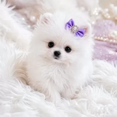 Teacup Ayı Surat Pomerian Bebeklerimiz