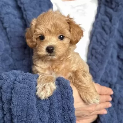 Maltipoo Kahve Tonlu Minik Yavrular