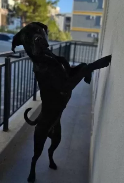 Aile Dostu 1 Yas Cane Corso