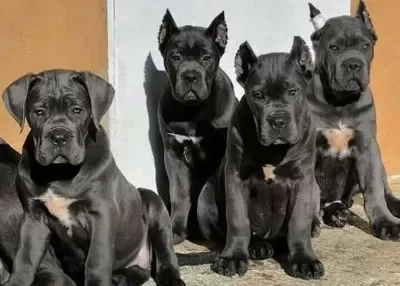 Show Class Blue Cane Corso