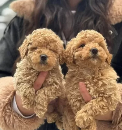 Korea Maltipoo Bebeklerimiz Asili Saglik Garantili