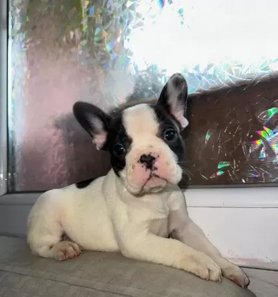 French Bulldog Guzellikler Yeni Yuvasini Ariyor