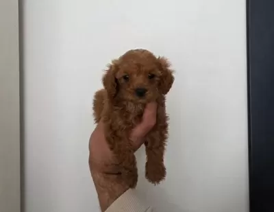 Minnaklarım Teslime Hazır
