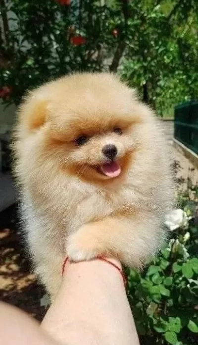 Pomeranian Boo Yavrularımız