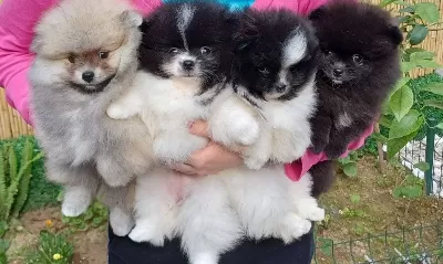 Sevimli Pomeranian Boo