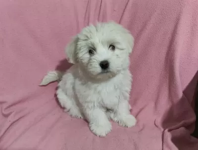 3 Aylık Erkek Terrier