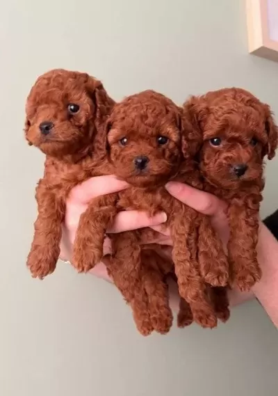 Toy Poodle Yavrularımız