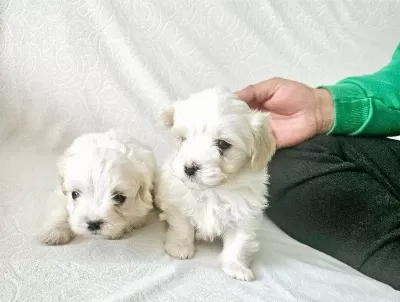 Terrier Maltese Yavrular