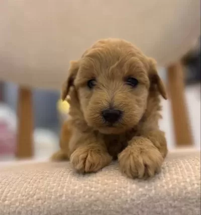 Minik Maltipoo Bebeklerim