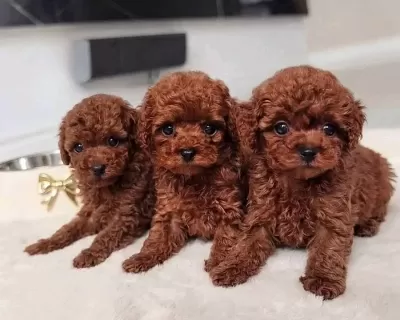 Kore Toy Poodle Bebekler Kg Garantili Red