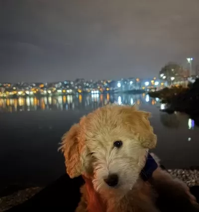 4 Aylık Maltipoo Yavrumuz