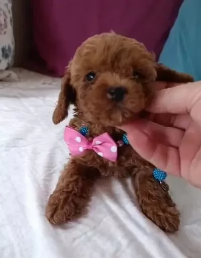 Kore Ve Kore Kan Toy Poodle Bebekler