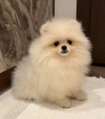 Pomerrian Boo Yavrular Ev Ortamında