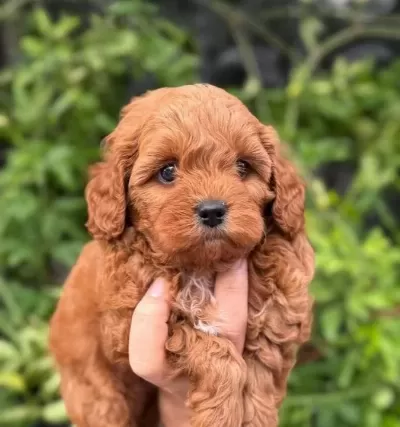 Korea Maltipoo Bebeklerimiz