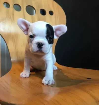French Bulldog Bebeklerim