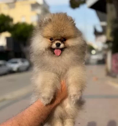 Gülen Surat Ayicik Pomerian Boo