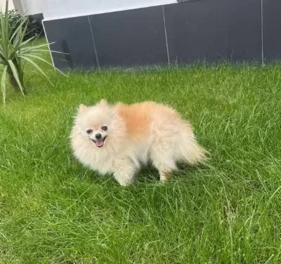 Yetişkin Disi Pomerian Boo