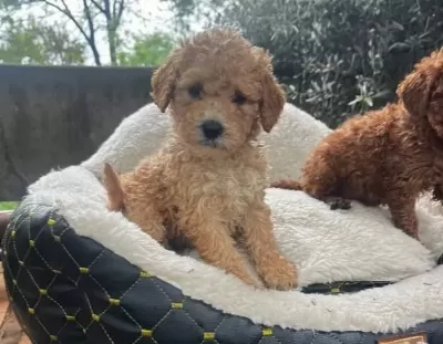 Kahve Tonlu Maltipoo Cinsi
