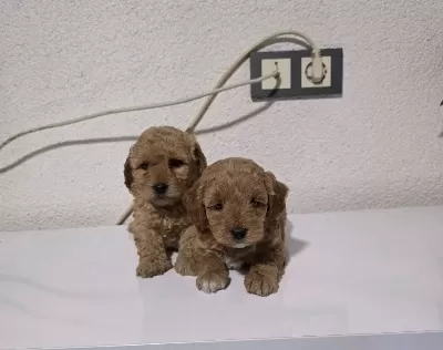 Teslime Hazır Minyatür Minnaklarım