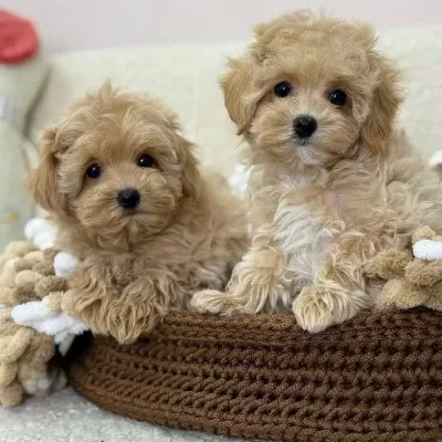 Maltipoo Cinsi Yavrular Ev Uretimi