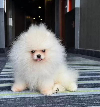 Ayı Suratlı Pomerrian Boo Yavrular