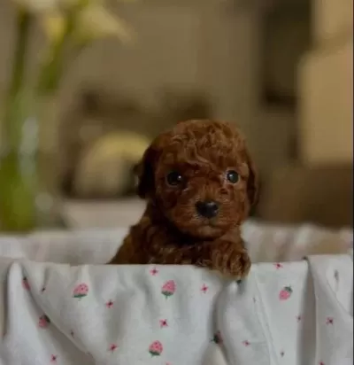 Kore Toy Poodle Yurt Dısından Geldiler