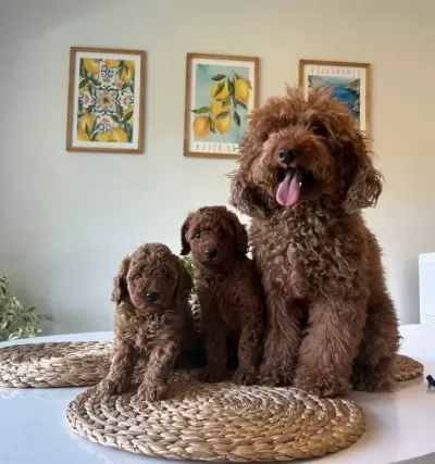 Ev Dogumu Poodle Yavrular