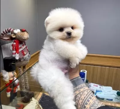 Mini Minnacık Pomeranian Yavrularımıızz
