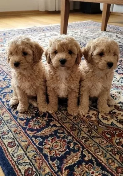 A Kalite Maltipoo Bebekler