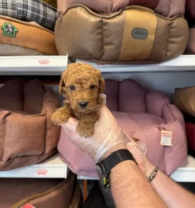 Tea Cup Kore Toy Poodle Bebeklerimiz