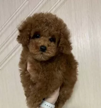 Toy Poodle Sevimli Yavrular