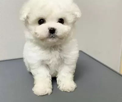 Kar Beyaz Maltese Terrier