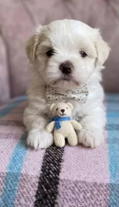 A Kalite Maltese Terrier