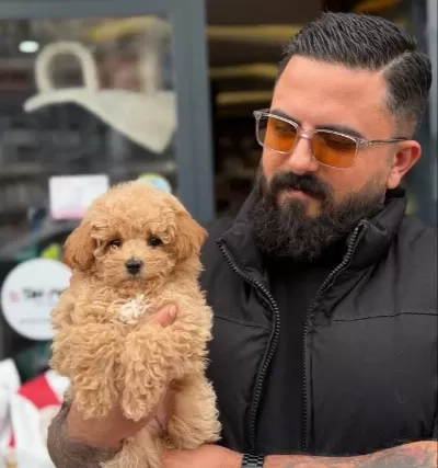 Tatlı Maltipoo Ankara