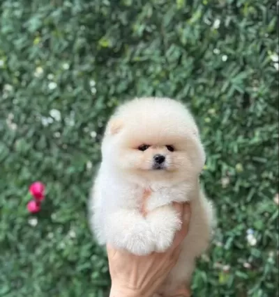 Pomerrian Boo Yavrular