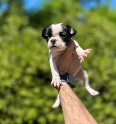Cok Sevimli Sirin Ve Oyuncu French Bulldog Yavrularımız