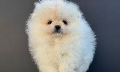 Pomeranian Yavrularımız