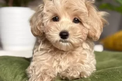 Maltipoo Cinsi Yavrular Ev Uretimi