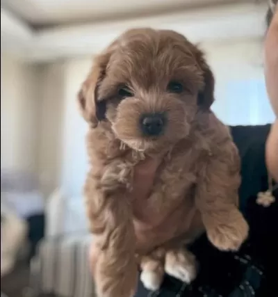 Irk Garantili Maltipoo Yavrularımız