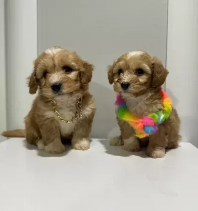 Kore Maltipoo Yavrularımız