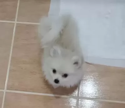 Sevimli Pomeranian Pompisler