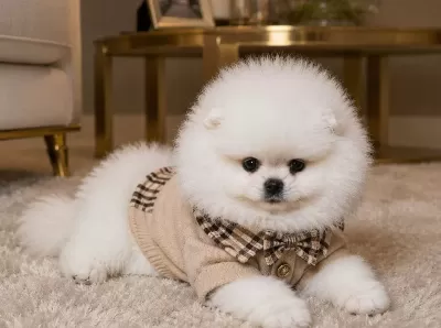 Ayıcık Yüz Pomeranian Boo Erkek