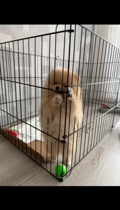 Pomeranian Ayı Surat Guler Yüz