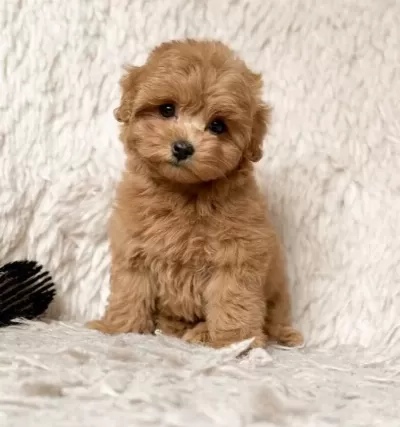 Kahve Tonlu Maltipoo Cinsi Yavrular