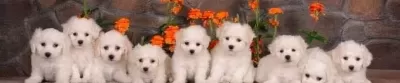 Maltese Terrier Cinsi Yavrular Yavrularımız Numara Ilk