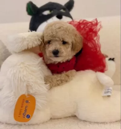 Super Mini Kore Kan Maltipoo