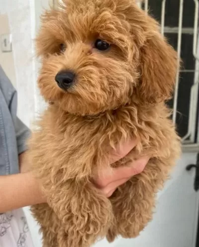 Mini Boy Maltipoo Oglumuz