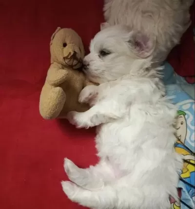 Maltese Terrier 2 Disi 1 Erkek Anne Baba Bana Ait Bebeklerim